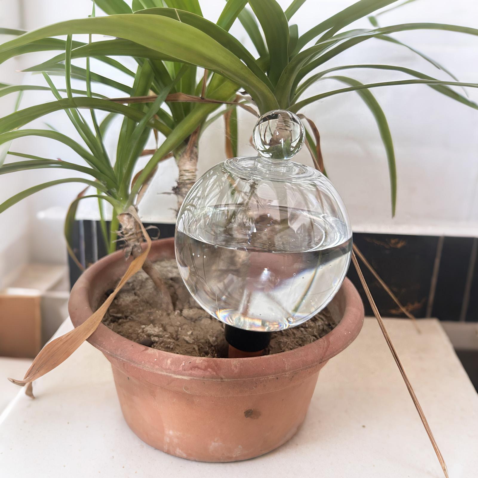 Bombillas de Riego para Planta - Echeveria Succulent reseña y precio